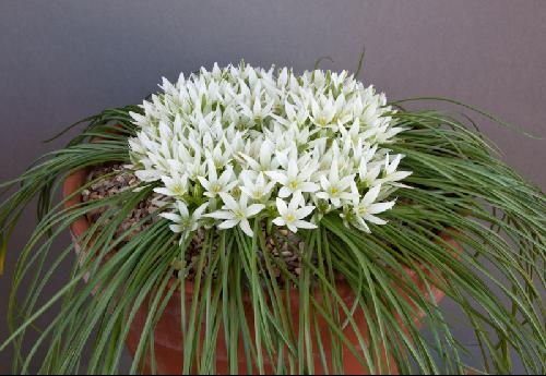 Ornithogalum sibthorpii